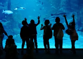 Aquarium watchers silhouette against turquoise clear water Istanbul turkey