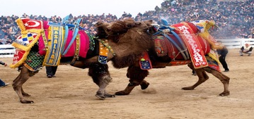 Camel Wrestling Festival